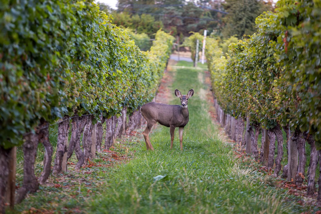 Western Canada in 3 weeks - Road Trip Plan from Vancouver to Canadian Rockies and Back 9 A deer spotted in the winery
