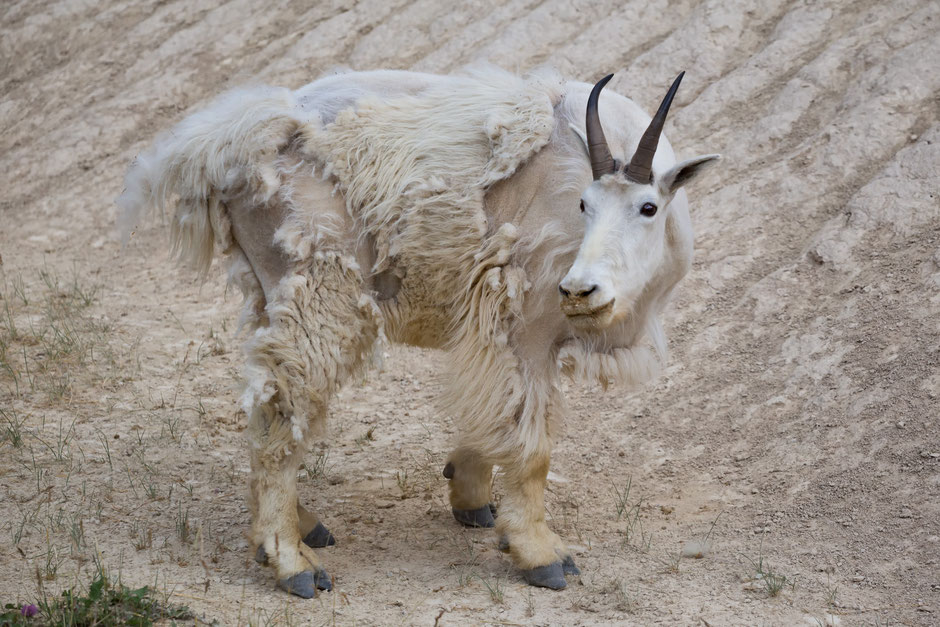 Mountain Goat. Canadian Rockies