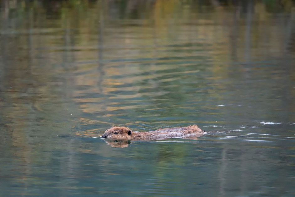 Beaver. Where to Photograph Wildlife in the Rockies