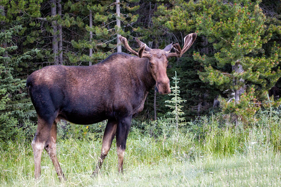 Moose spotted along the Peter Lougheed Highway in Kananaskis Country