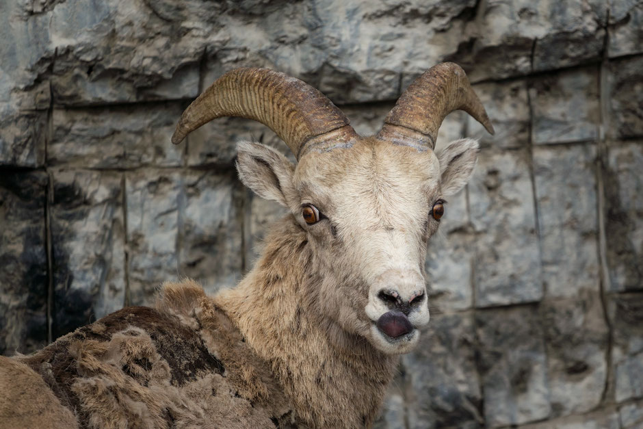 Bighorn Sheep - Wildlife Spotting in the Canadian Rockies