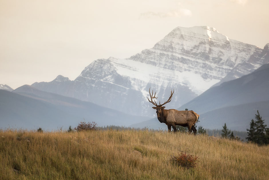 Elk in Jasper National Park
