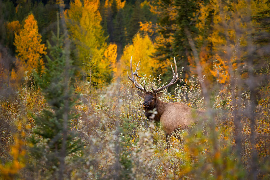 Elk in the bushes near Canmore