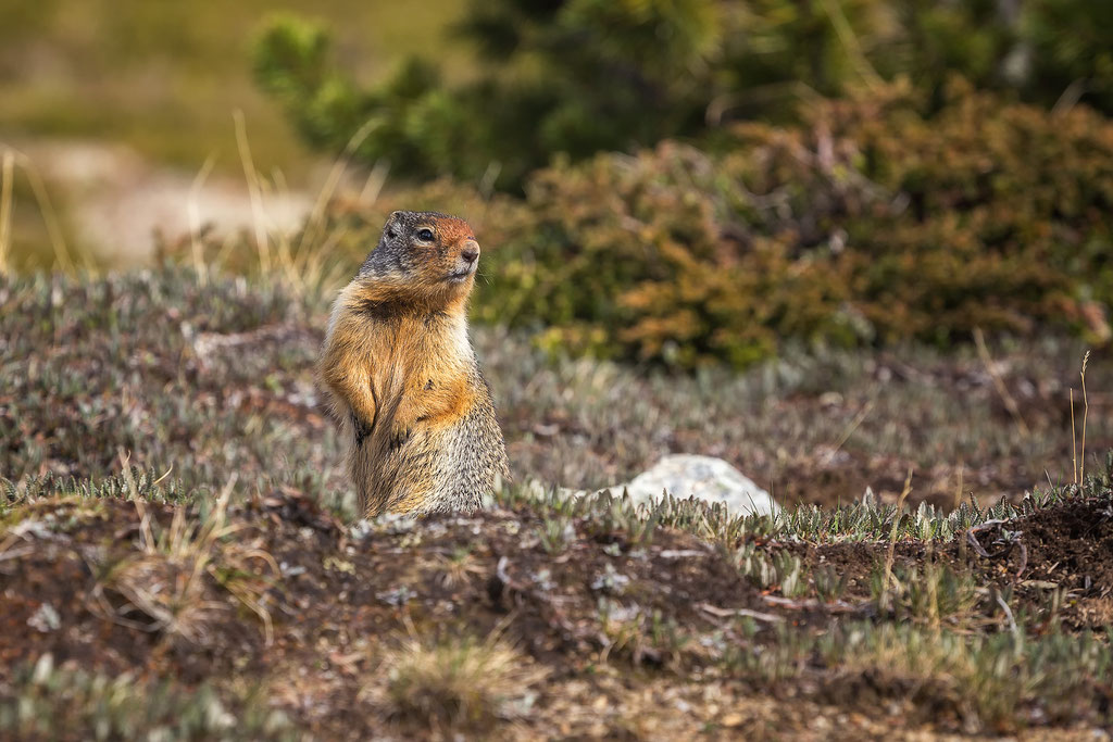 Ground Squirrel