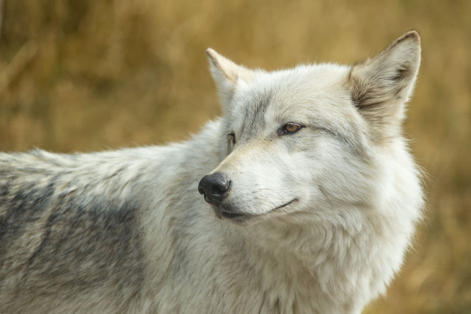 Western Canada in 3 weeks - Road Trip Plan from Vancouver to Canadian Rockies and Back 23 2548