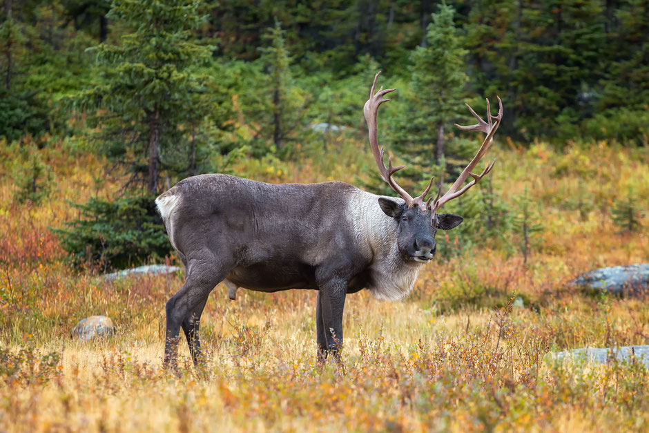 Woodland Caribou. Guide to Spotting wildlife in the Canadian Rockies