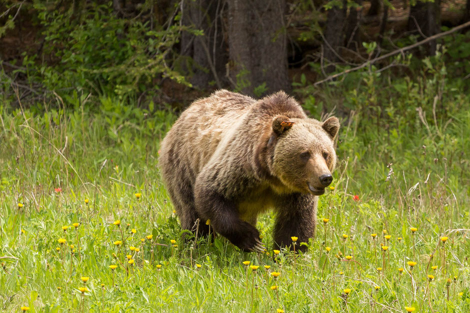Grizzly 152 spotted along Highway 40