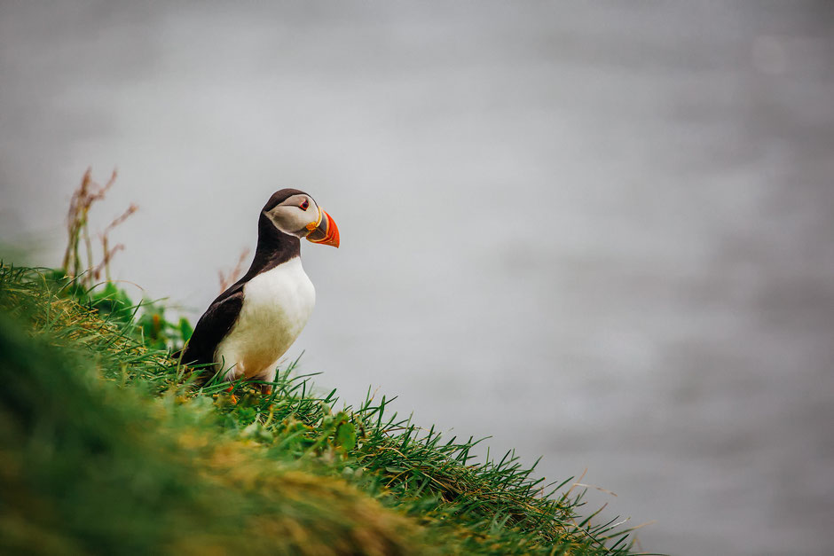 Photographing Iceland. 10 Day Road Trip Guide around the Land of Fire and Ice 7 Puffin bird in Dyrholaey Iceland. Road Trip Itinerary