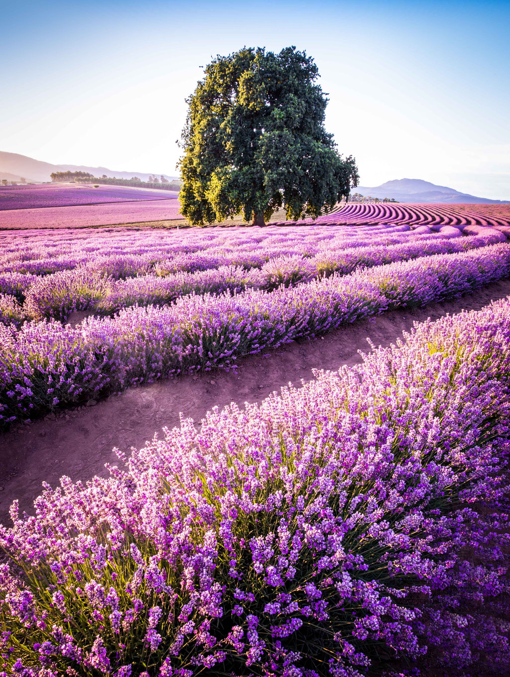 Bridestowe Lavender Fields, Tasmania