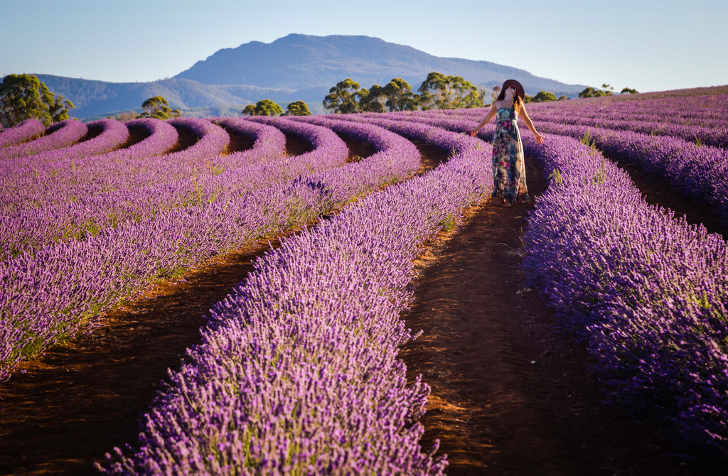 Bridestowe Lavender Fields, Tasmania
