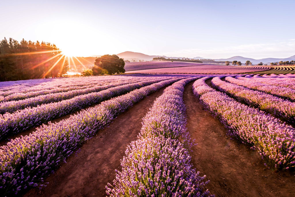 Bridestowe Lavender Fields, Tasmania