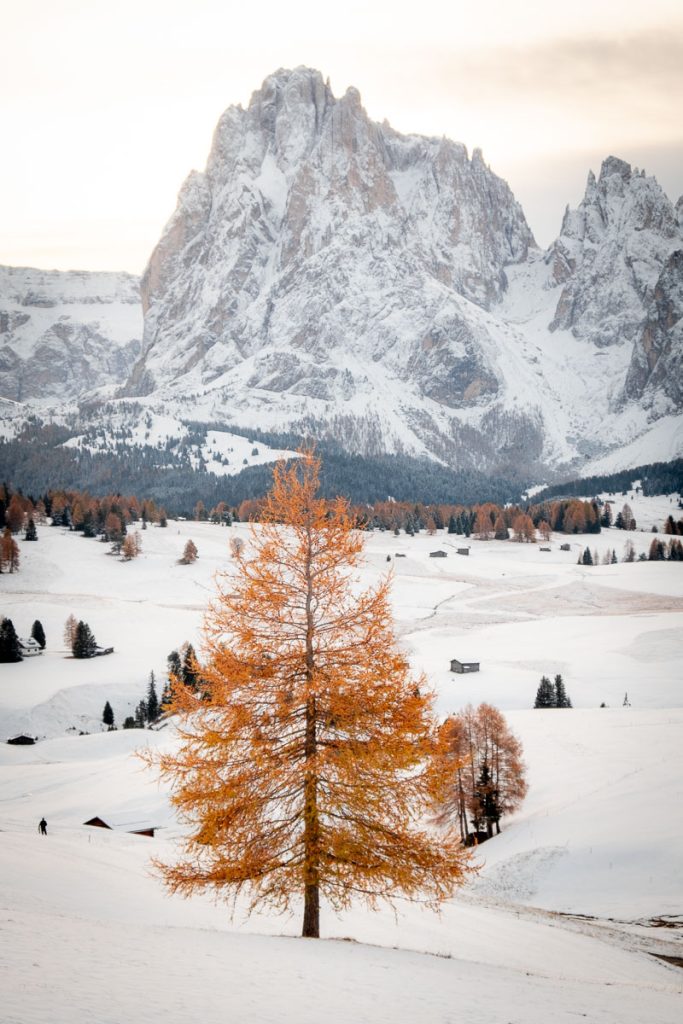 Alpe Di Siusi Lone Tree
