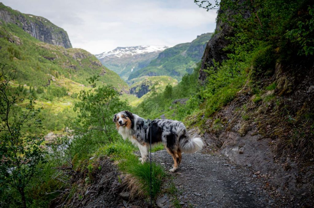 High Above The Beautiful Næroyfjord: Guide To Hiking Bakkanosi 23 Aurlandsdalen Day Hike 2