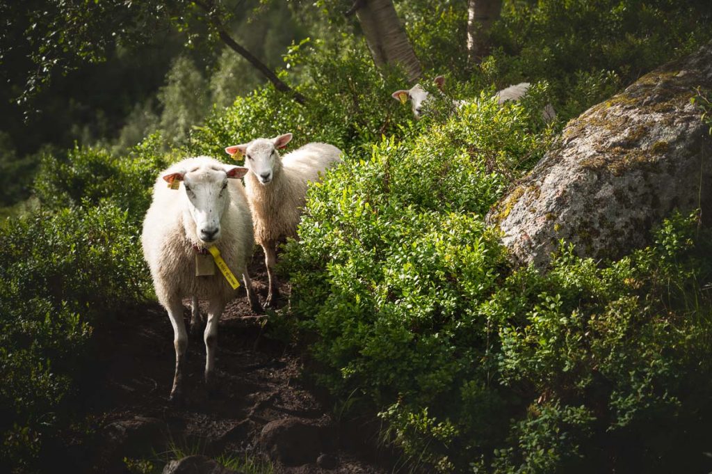 Austerdalsbreen Day Hike 2