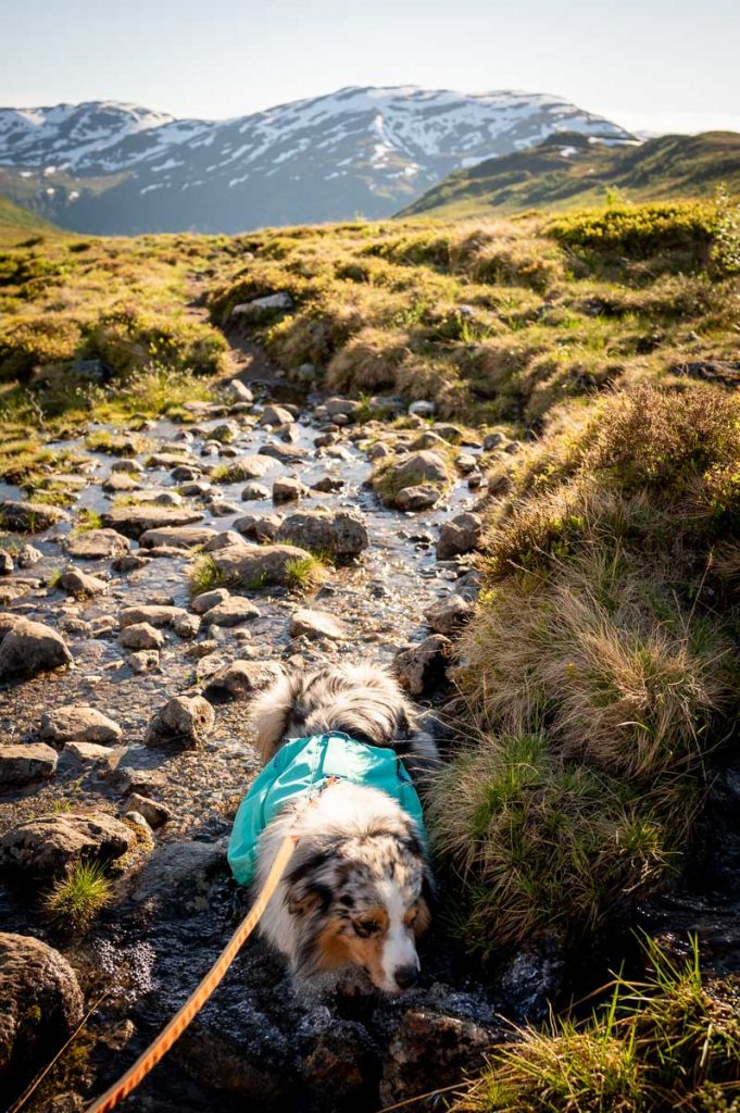 High Above The Beautiful Næroyfjord: Guide To Hiking Bakkanosi 11 Bakkanosi Day Hike Norway 1