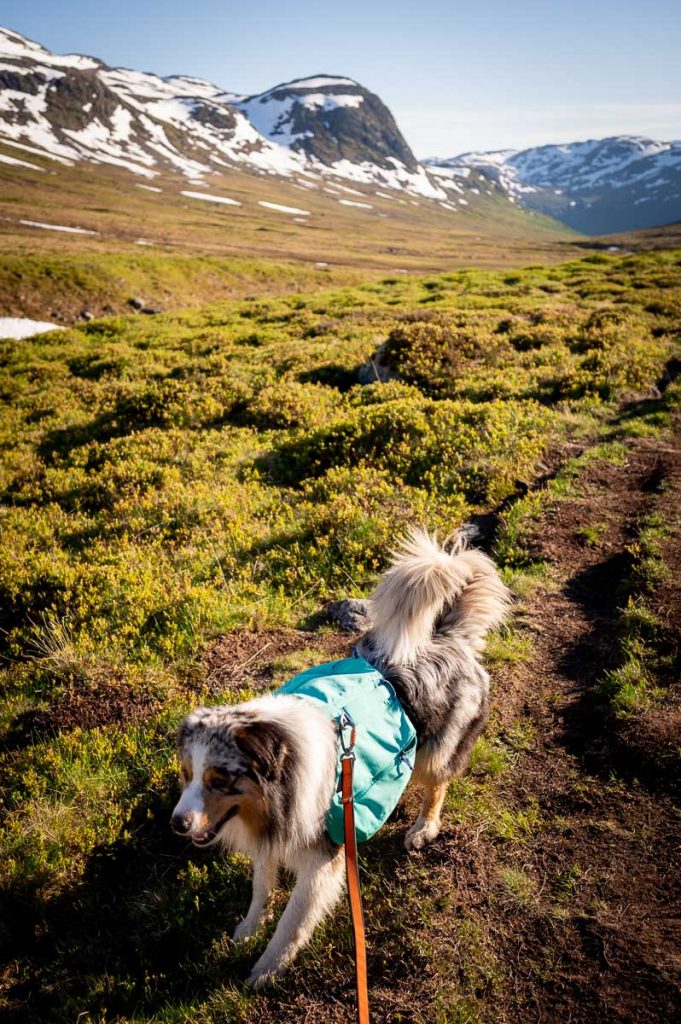 High Above The Beautiful Næroyfjord: Guide To Hiking Bakkanosi 10 Bakkanosi Day Hike Norway 3