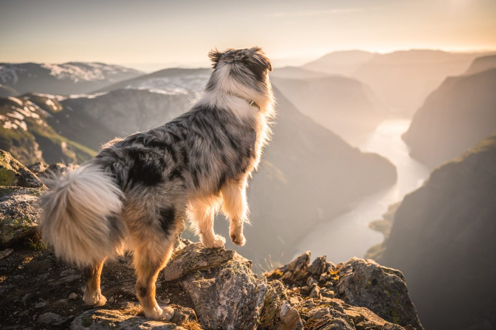 High Above The Beautiful Næroyfjord: Guide To Hiking Bakkanosi 2 Bakkanosi Day Hike Norway 34