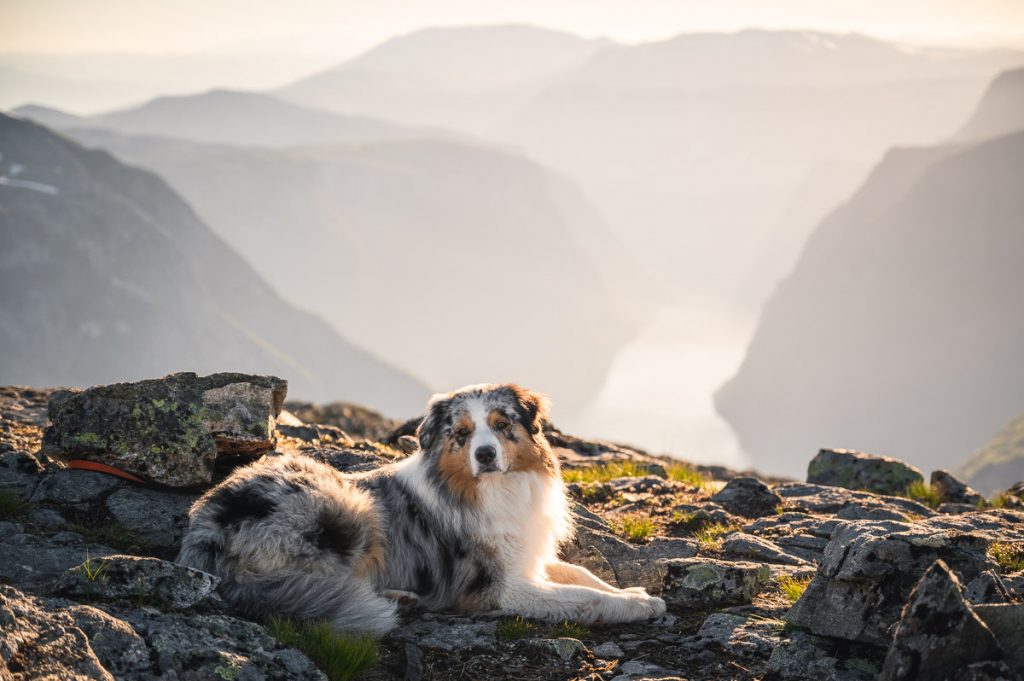 High Above The Beautiful Næroyfjord: Guide To Hiking Bakkanosi 5 Bakkanosi Day Hike Norway 36