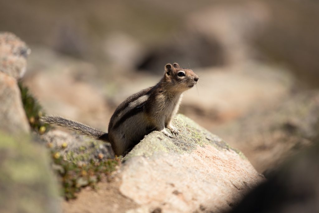 12 Awesome Hikes and Excursions in Jasper National Park in Canada 3 Bald Hills 24