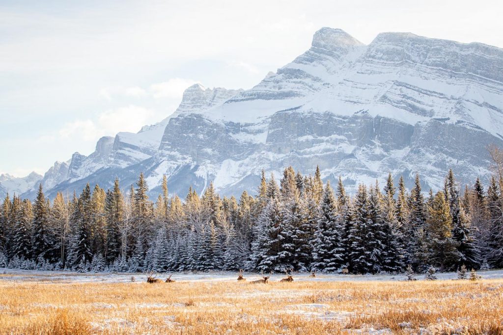 25 Photos That Prove Alberta Is A Winter Wonderland 8 Banff Wildlife 4