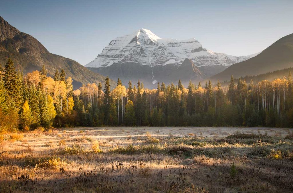 A grass field covered in fog with a line of forest behind it, followed by a view of snow covered Mount Robson - the highest peak in the Rockies. The trees are changing colours to yellow as the autumn season approaches. 