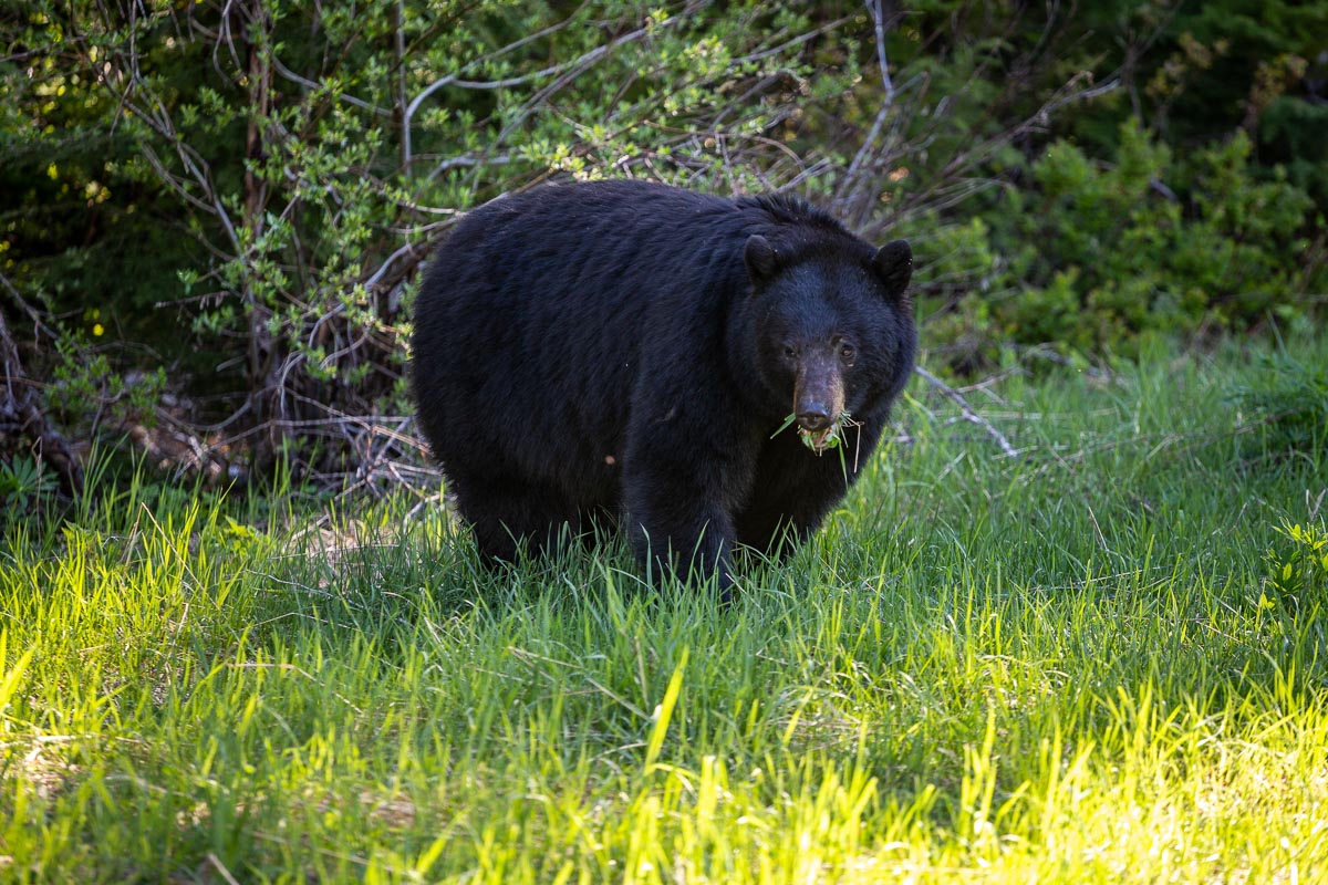 Black Bear Canada 1