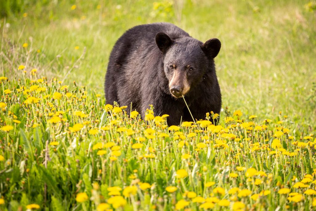 Black Bear Canada 3