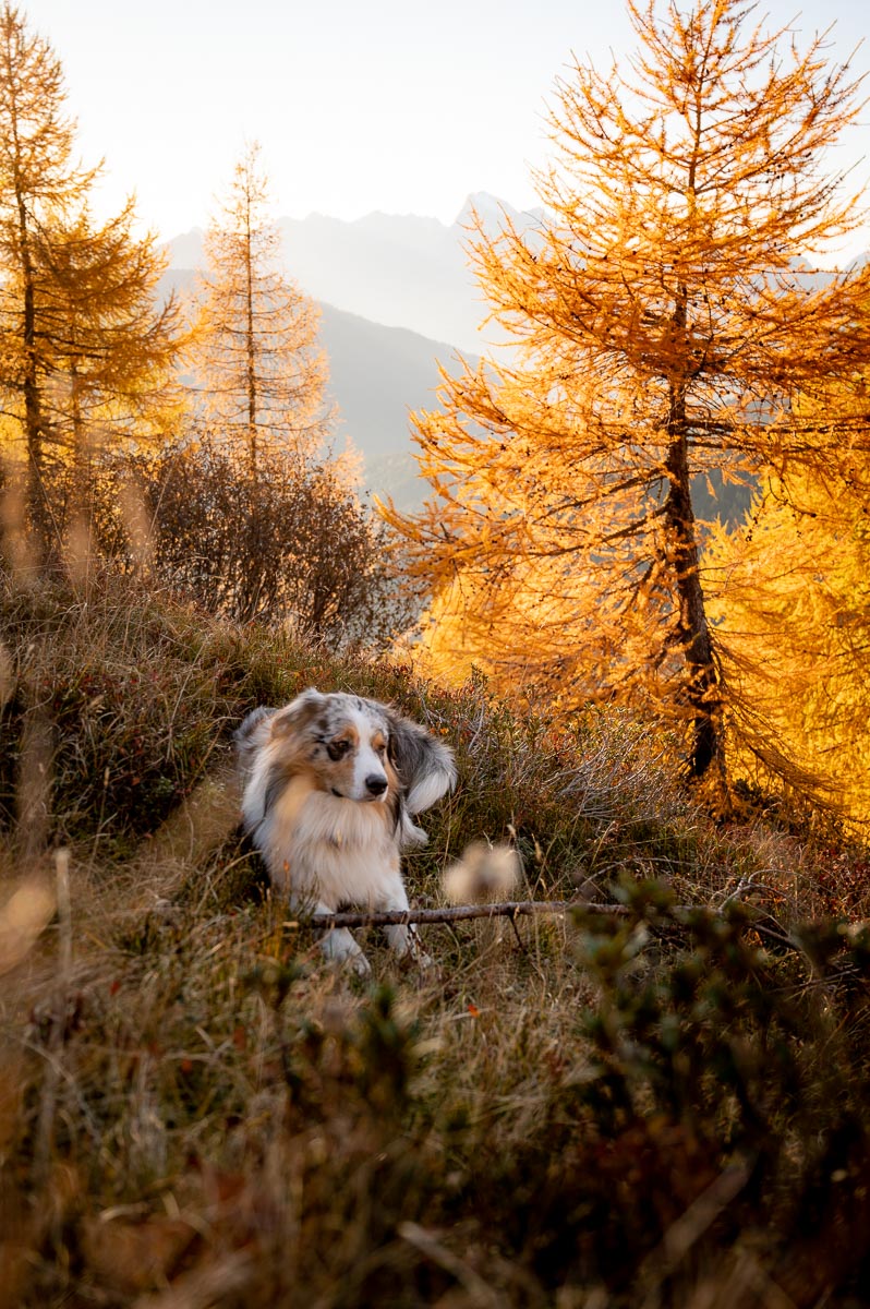 The Perfect 7-10 Day Hiking Road Trip Itinerary Across The Italian Dolomites For Autumn Lovers 21 Col De La Peina 122