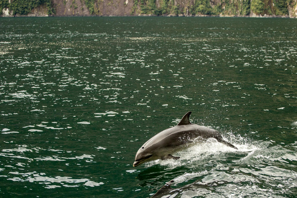 dolphins in Milford Sound