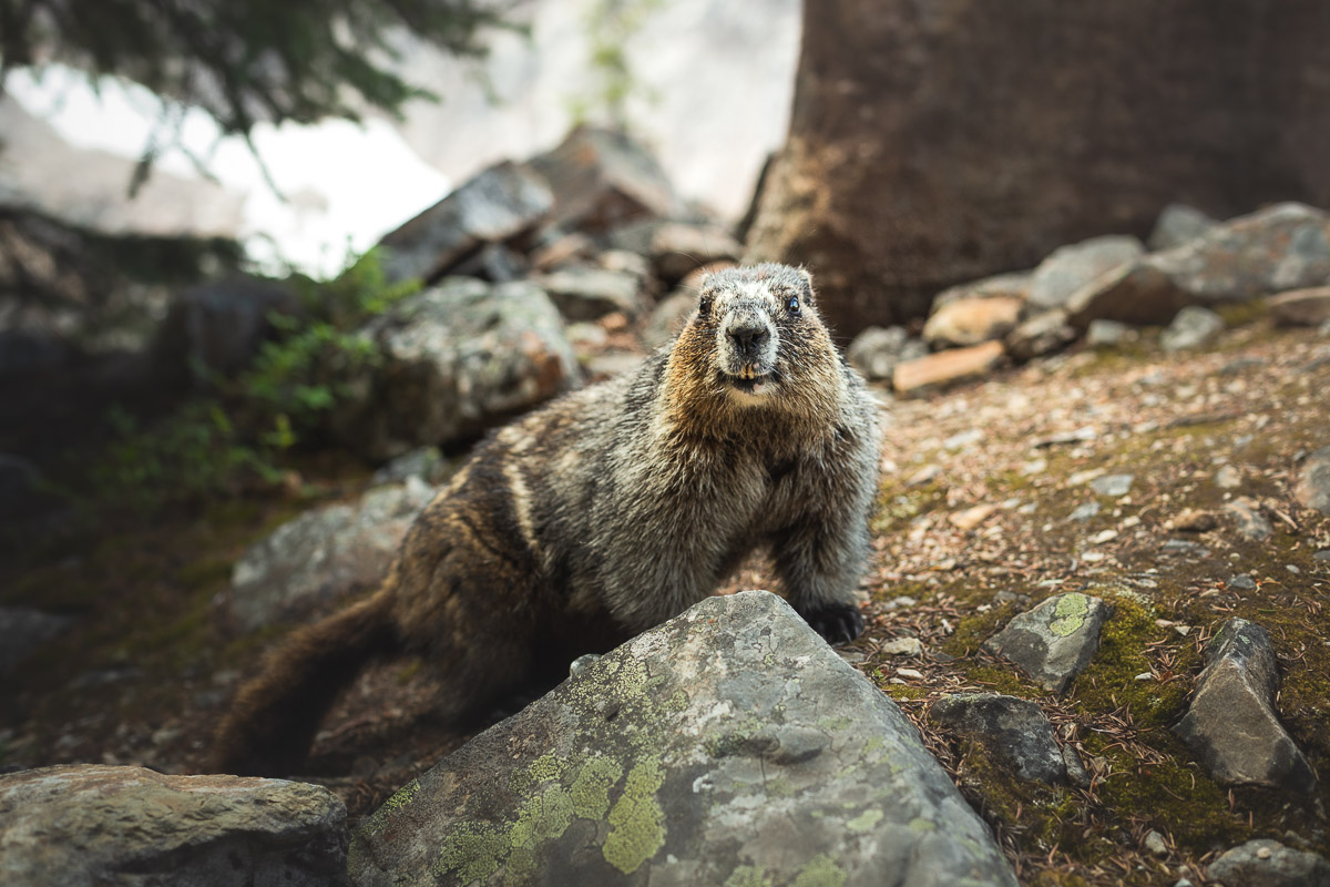 12 Awesome Hikes and Excursions in Jasper National Park in Canada 20 Edith Cavell Meadows 13