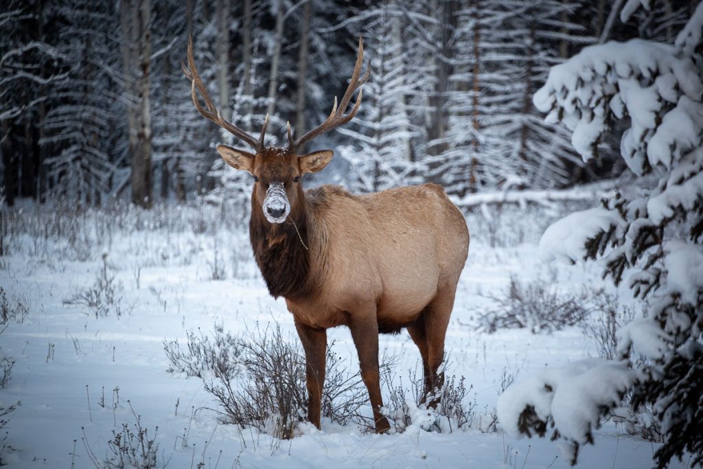 25 Photos That Prove Alberta Is A Winter Wonderland 14 Elk Bow Valley Parkway 1