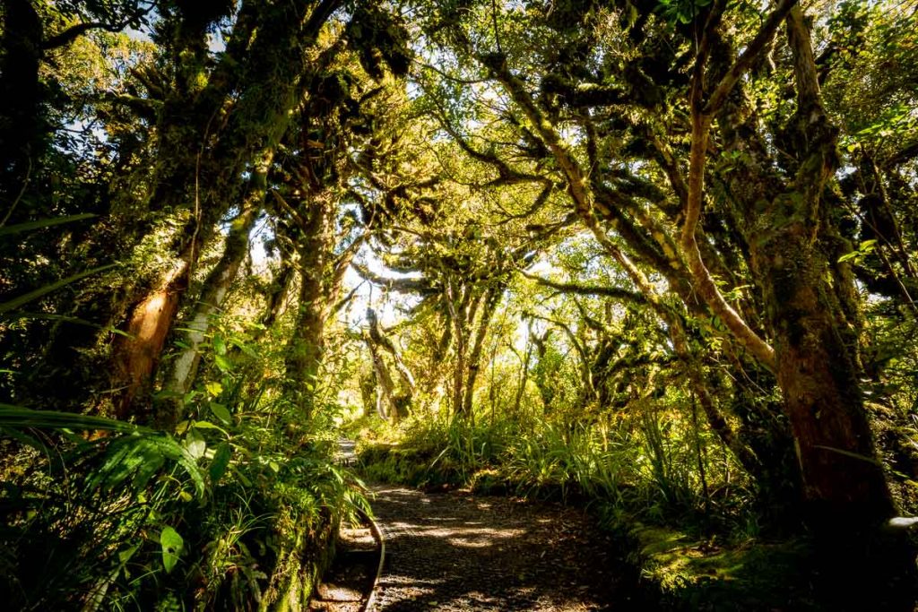 10 Awesome Day Hikes on the North Island of New Zealand 17 Goblin Forest