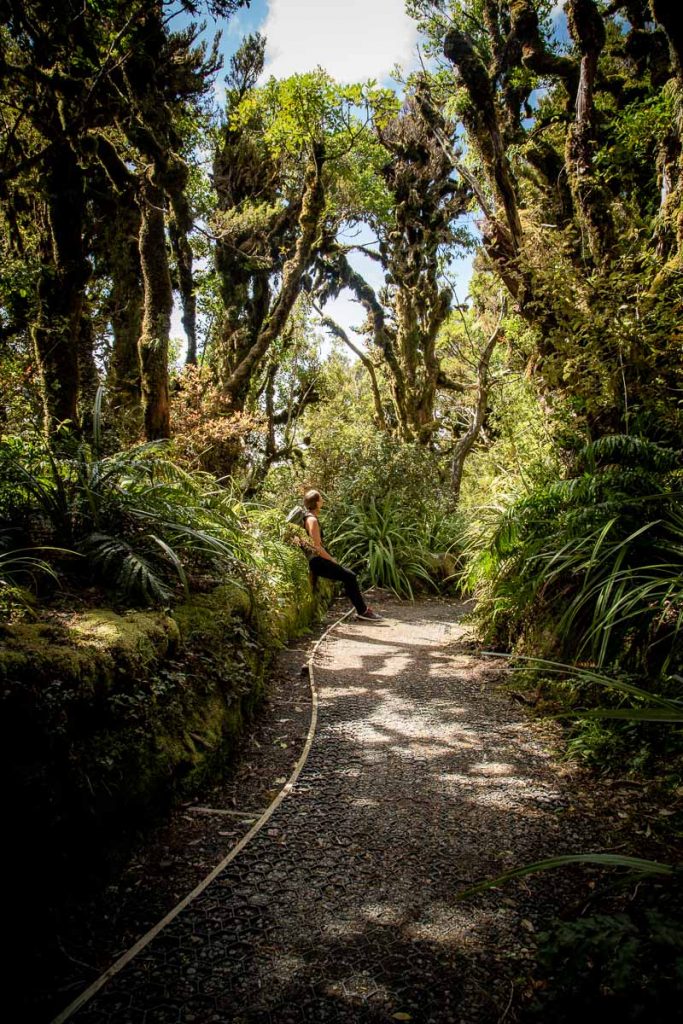 10 Awesome Day Hikes on the North Island of New Zealand 16 Goblin Forest 2