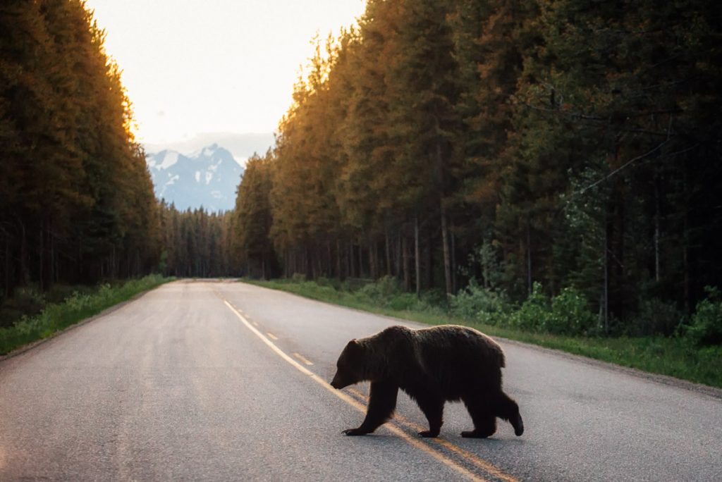 Grizzly Bear on Bow Valley Parkway 1