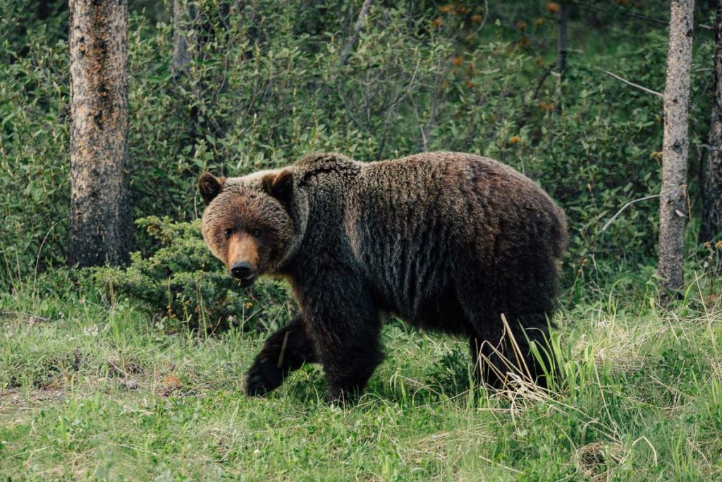 Grizzly Bear on Bow Valley Parkway 1 2