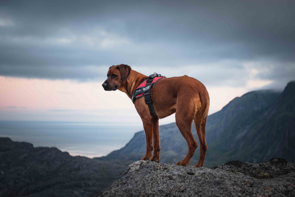 Hestraeva Lofoten Hike 26