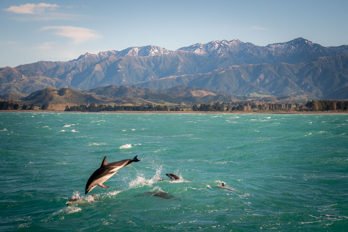 Kaikoura Whale Watching 1