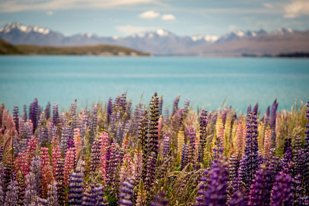 Lake Tekapo 2
