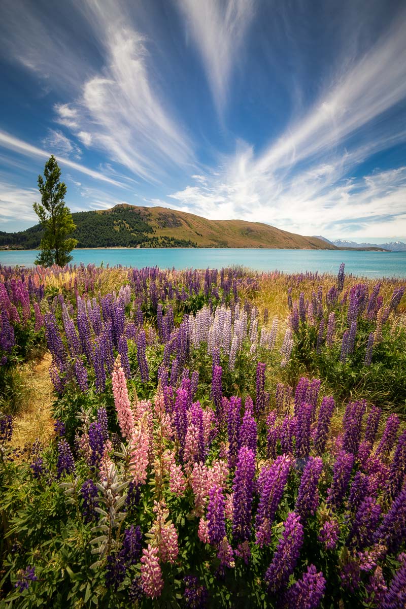 Lake Tekapo 5