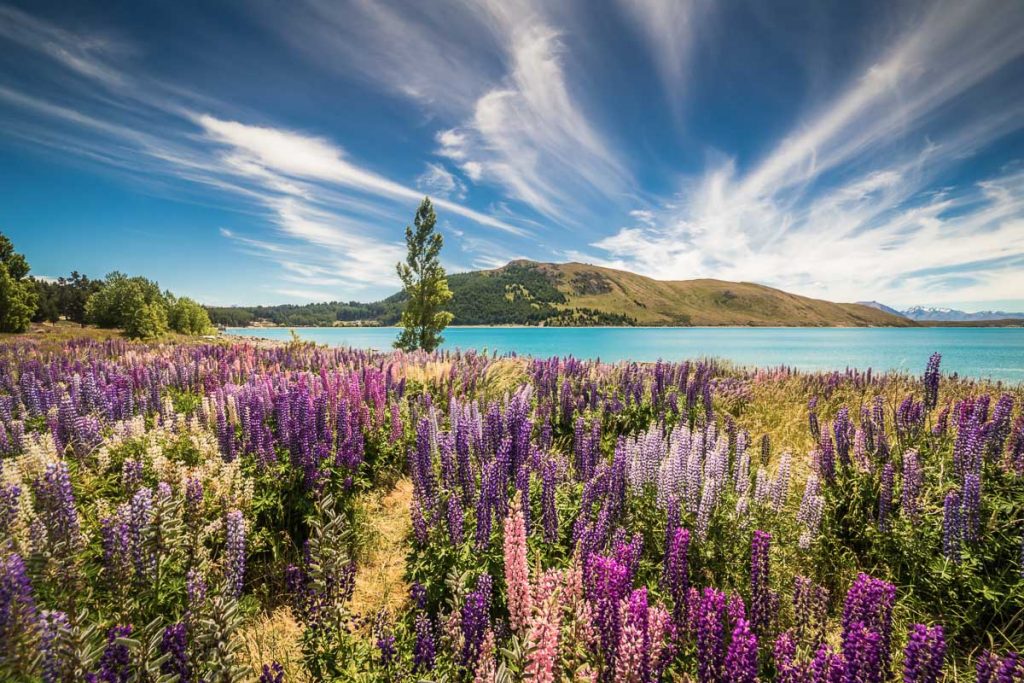 18 Most Photogenic Places on The South Island of New Zealand 6 Lake Tekapo Lupin Flowers