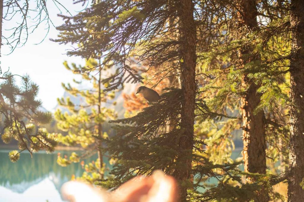 Maligne Lake Jasper National Park 11