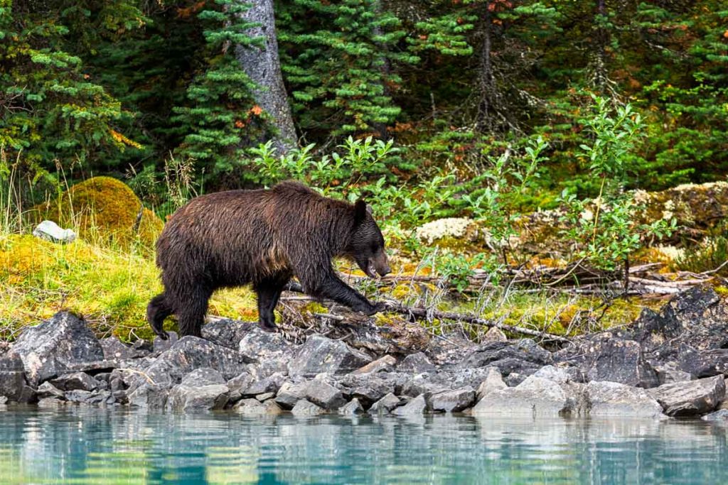 Maligne Lake Jasper National Park 24