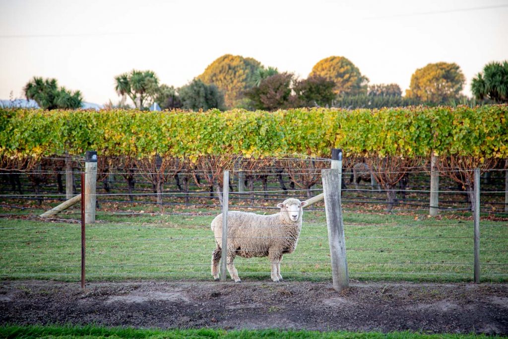 Marlborough Sounds 9