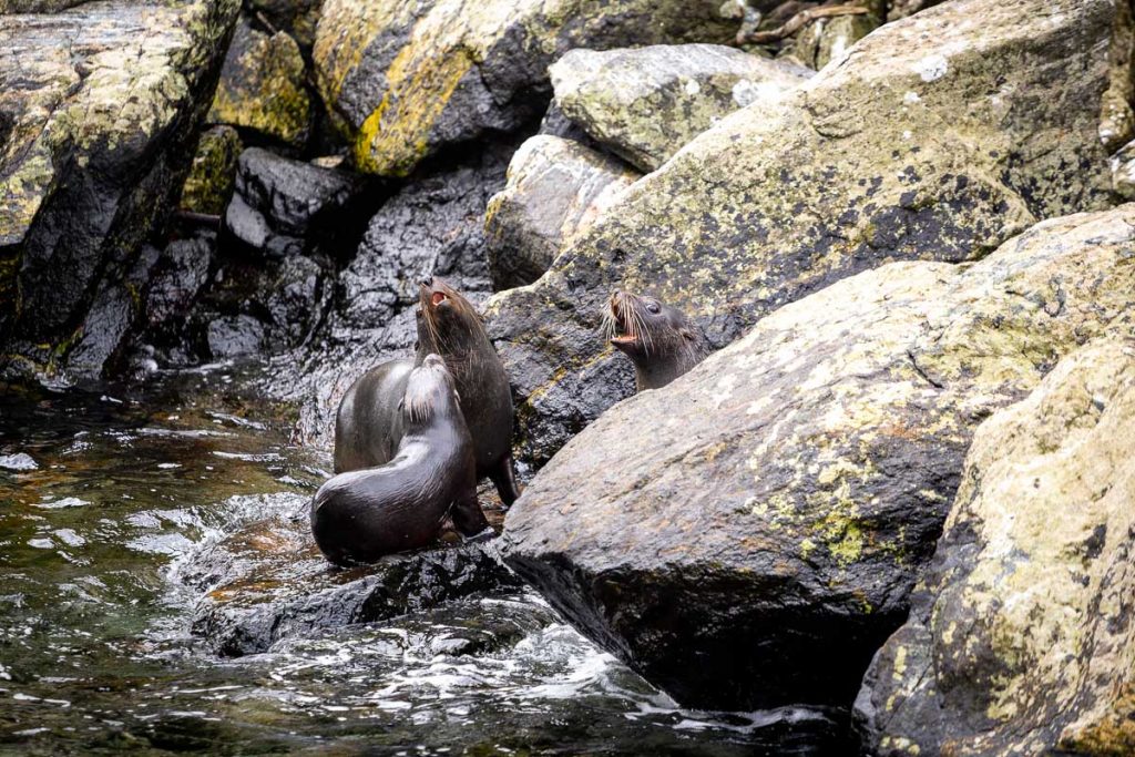 Milford Sound Overnight Cruise 12