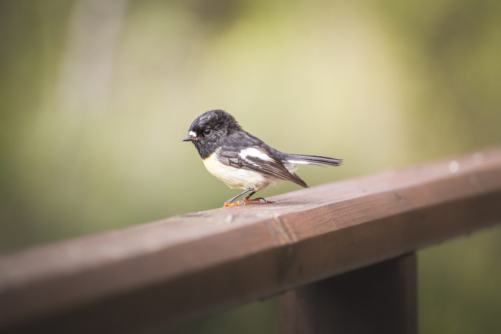 The Ultimate Guide To Backpacking the Milford Track in New Zealand 6 Milford Track 10