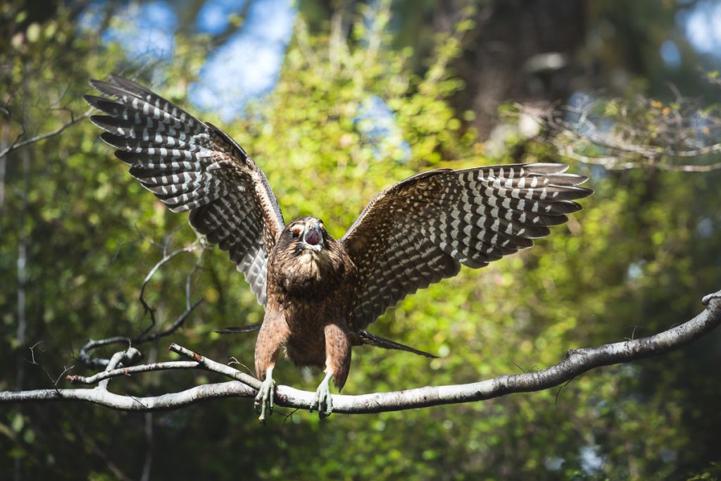 The Ultimate Guide To Backpacking the Milford Track in New Zealand 10 Milford Track 9