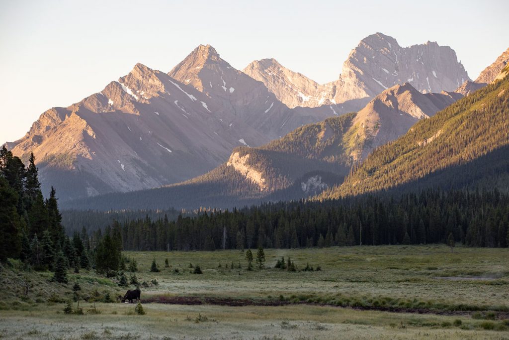 Moose Meadows Summer 1