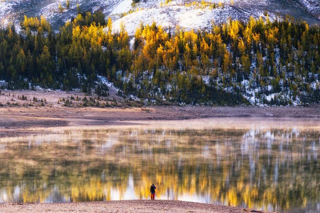 Yellow larch trees on the shoreline of Lake Magog in Mount Assiniboine Provincial Park on a cold autumn morning