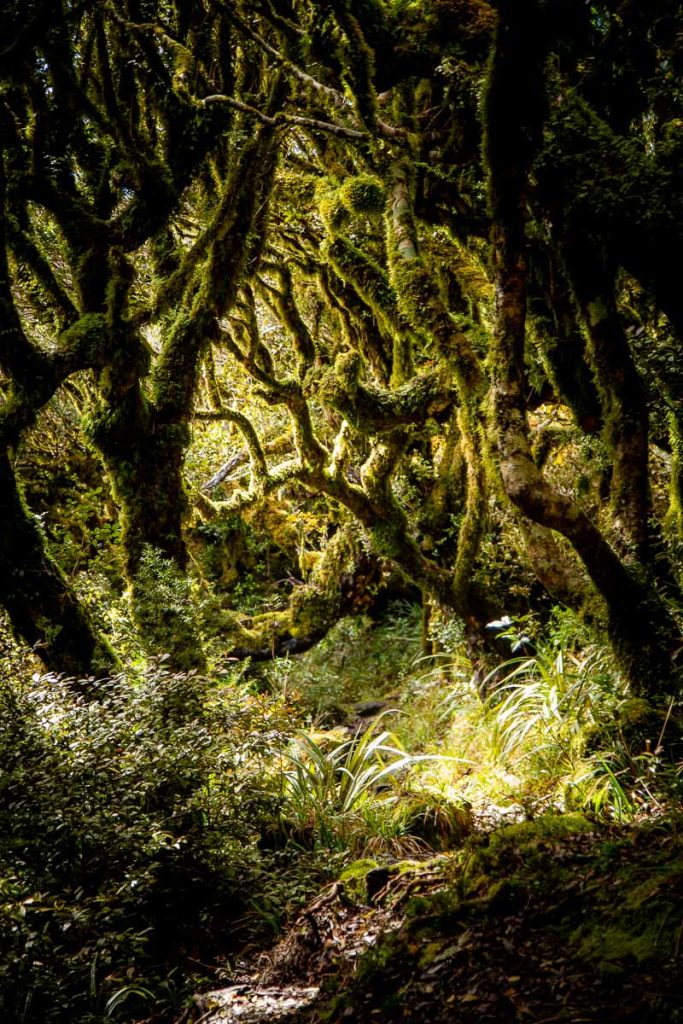 10 Awesome Day Hikes on the North Island of New Zealand 15 Pouakai Circuit 3