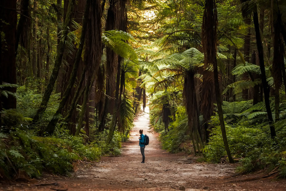 Redwood Forest Rotorua